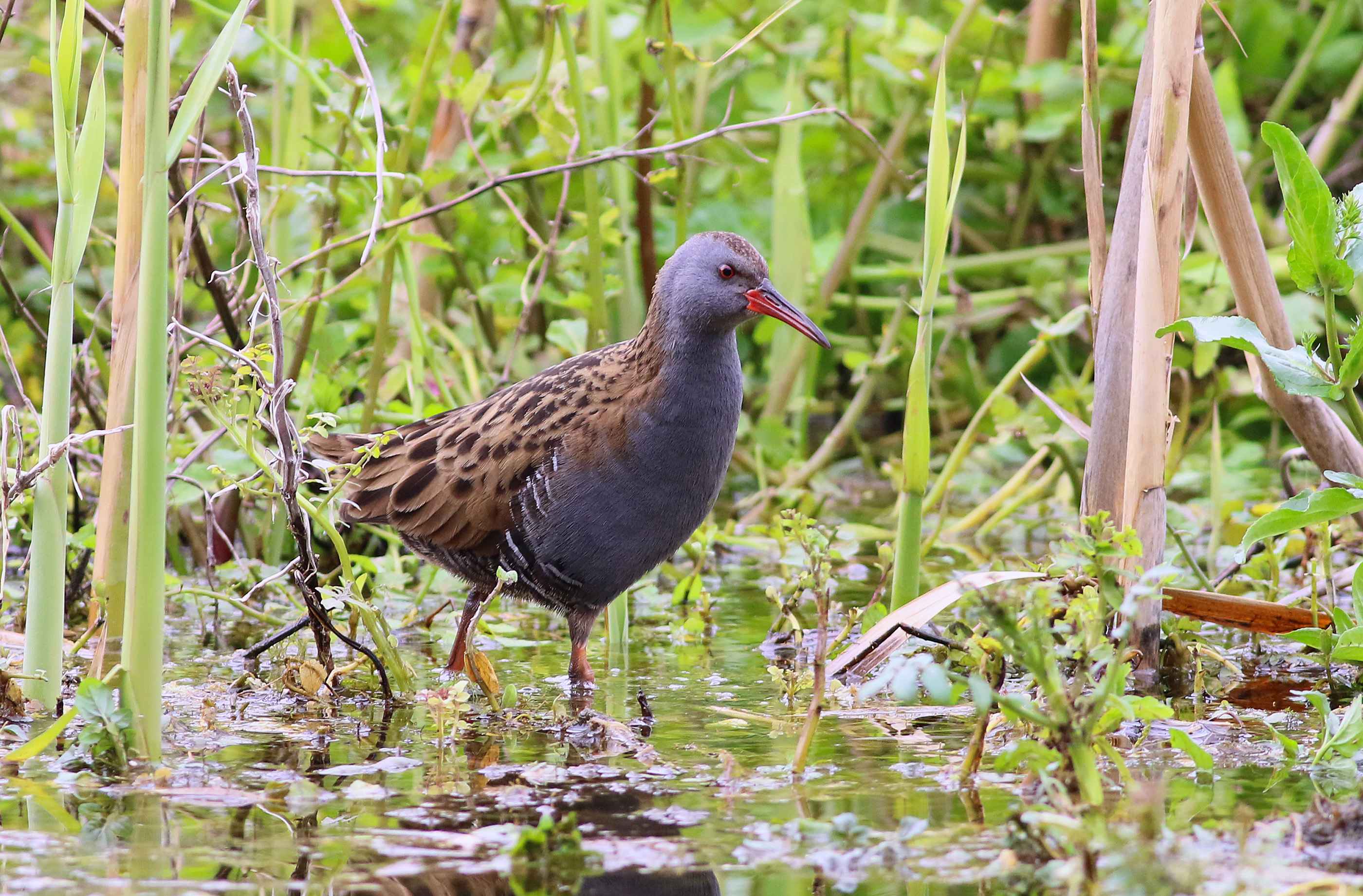 Water Rail